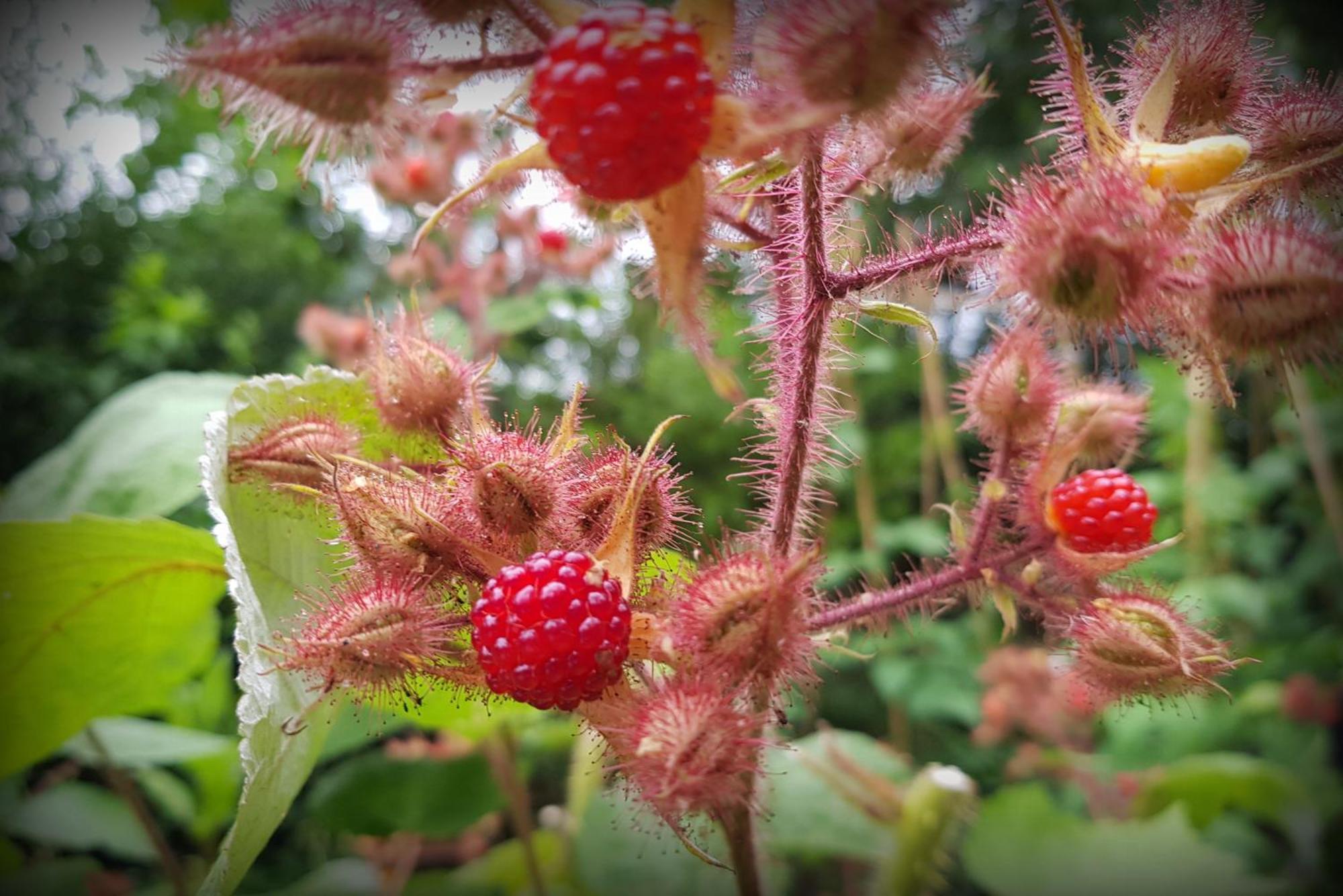 Natuurhuisje 'T Poepekrus Kootstertille エクステリア 写真